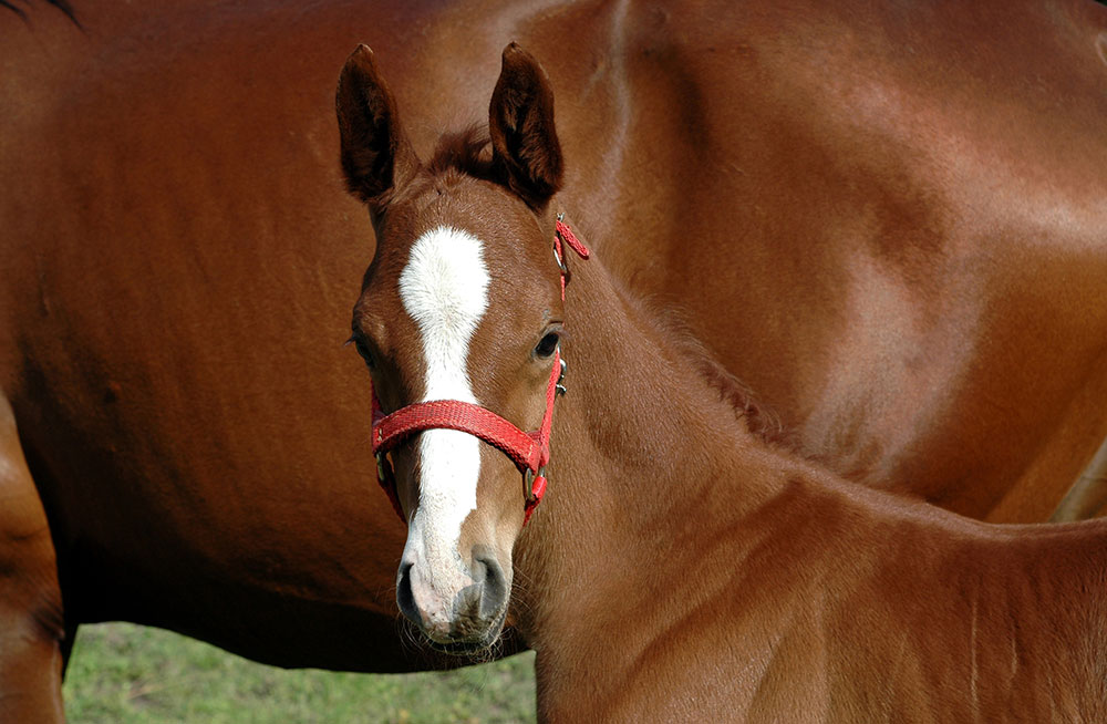 Equine Info Exchange - Horse Breeding
