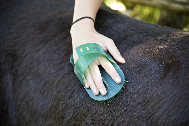 Equine Info Exchange - Grooming